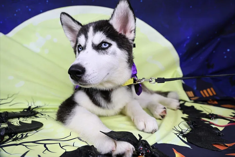 Borealis thumbnail 4