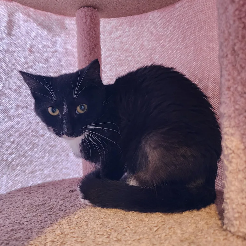 A young small-sized female Black & White / Tuxedo Domestic Short Hair cat named Baby Boo for adoption in Lacey, WA