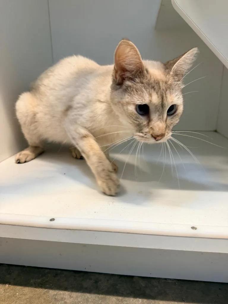A senior medium-sized female Siamese cat named Sienna for adoption in Newcastle, OK
