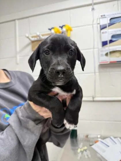 A baby large-sized male Mixed Breed dog named Nibby Bibby for adoption in Covington, LA