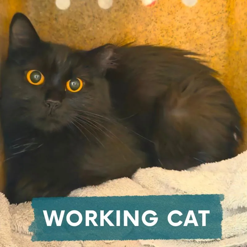 A young medium-sized female Black Domestic Short Hair cat named Nutcracker for adoption in Asheville, NC