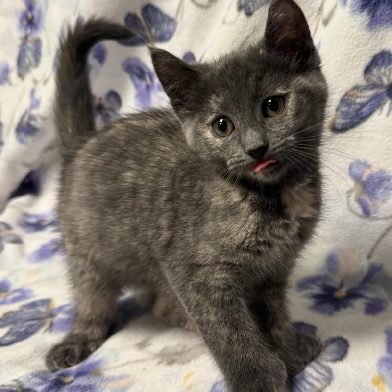 A baby small-sized female Domestic Short Hair cat named Barb for adoption in Olean, NY