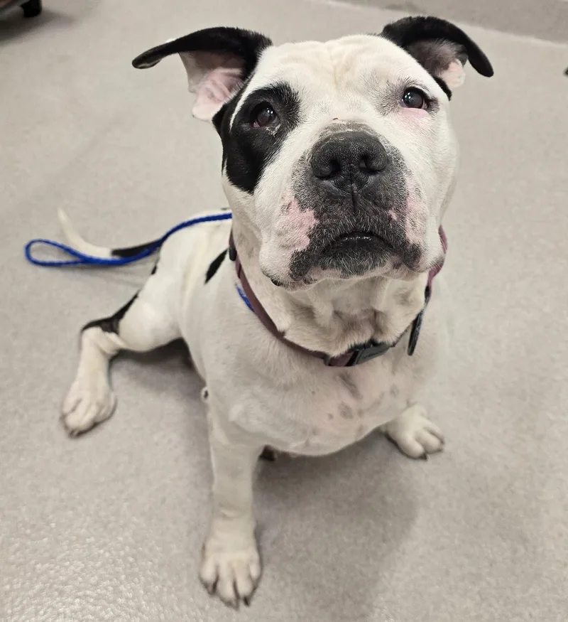 An adult large-sized female White / Cream Pit Bull Terrier dog named 26-437 for adoption in Amityville, NY
