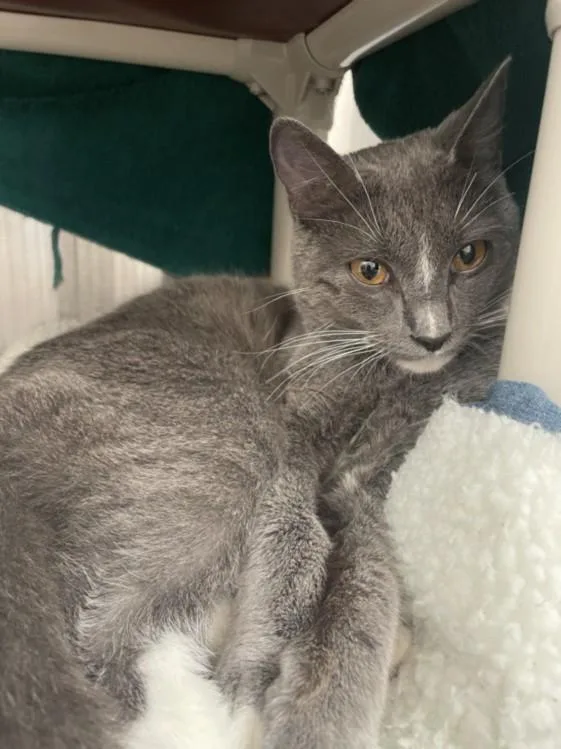 A young small-sized male Domestic Short Hair cat named Cat Gpt for adoption in Derwood, MD