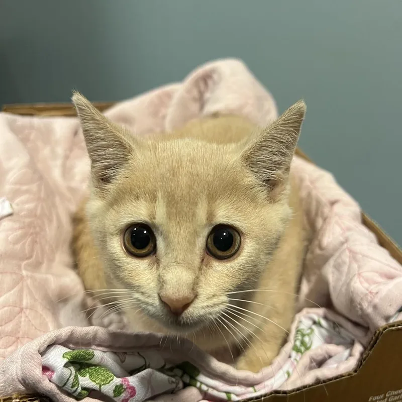 A baby small-sized female Domestic Short Hair cat named Clover for adoption in Chattanooga, TN