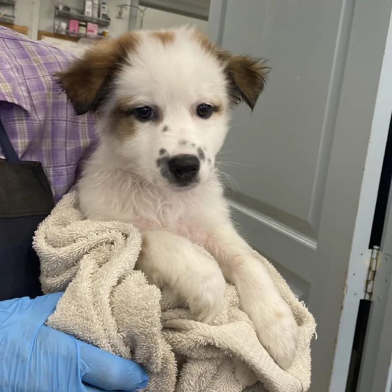 A baby small-sized male White / Cream Chihuahua dog named Vic for adoption in Spokane, WA