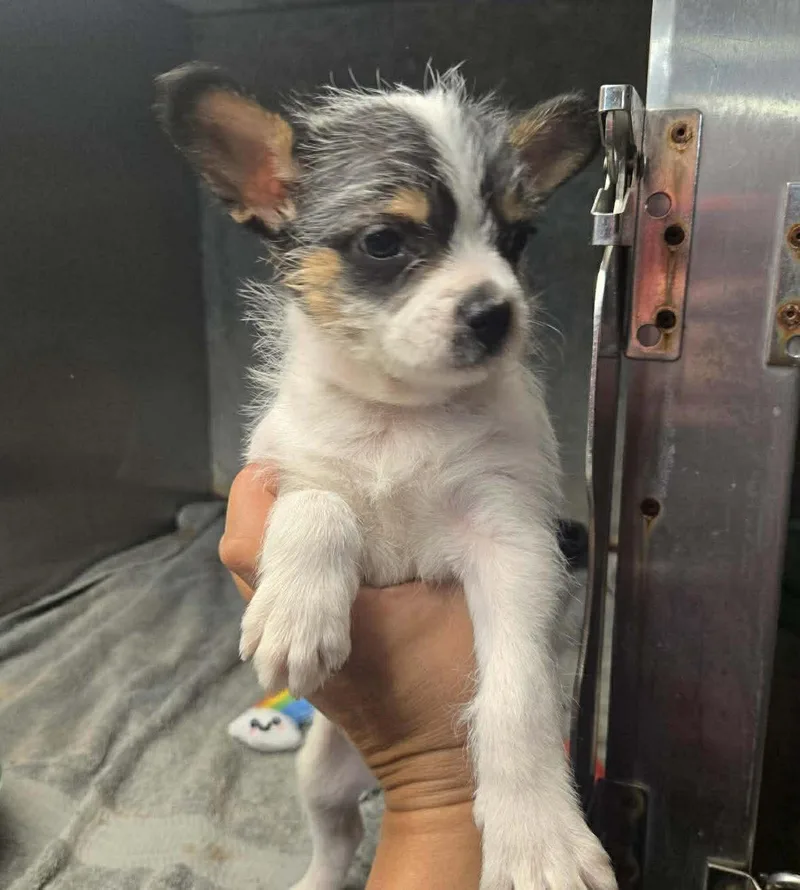 A baby small-sized female White / Cream Chihuahua dog named Splish for adoption in Uxbridge, MA