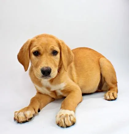 A baby large-sized female Golden Retriever dog named Boo Boo for adoption in Morton Grove, IL