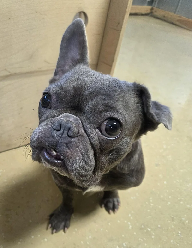 An adult small-sized male French Bulldog dog named Captain Crunch for adoption in Southern Pines, NC
