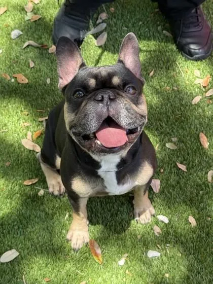 An adult small-sized male French Bulldog dog named Tj for adoption in North Miami Beach, FL