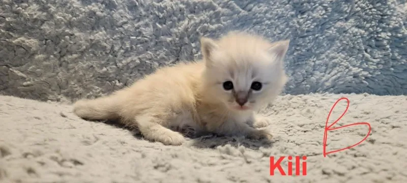 A baby small-sized male White Domestic Long Hair cat named Kili for adoption in DELTONA, FL