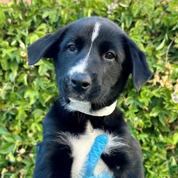 A baby medium-sized female Siberian Husky dog named Celosia for adoption in Walnut Creek, CA
