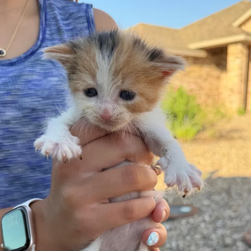 A baby small-sized female Domestic Medium Hair cat named Taffy for adoption in Midland, TX