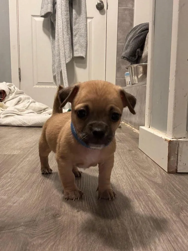 A baby small-sized male Mixed Breed dog named Conway Twitty for adoption in Spokane, WA