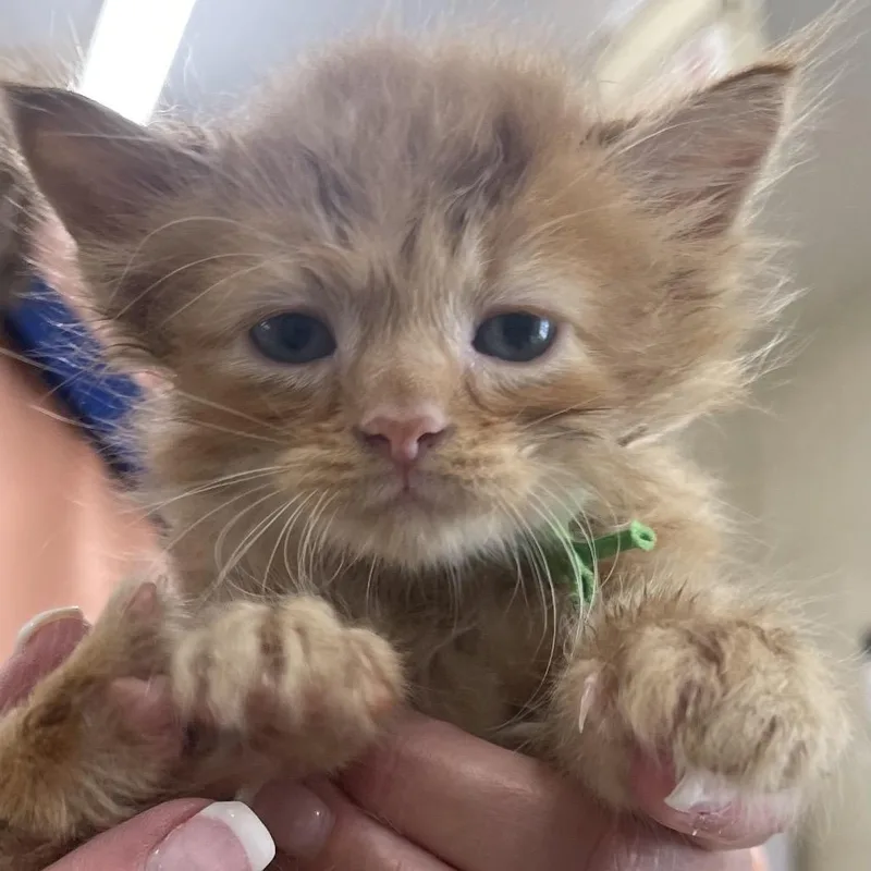 A baby small-sized male Orange / Red Domestic Medium Hair cat named John Adams for adoption in Newport, TN