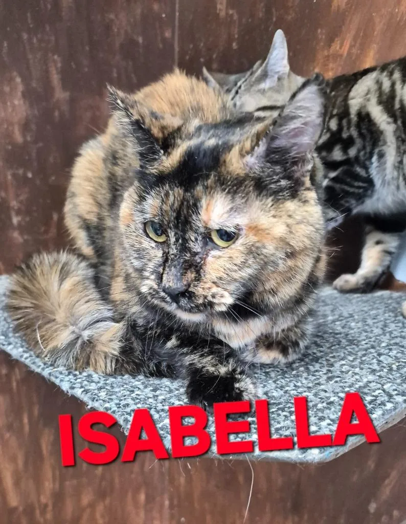 A senior medium-sized female Domestic Short Hair cat named Isabella for adoption in Rome, GA