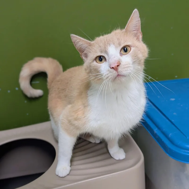 An adult medium-sized female Domestic Short Hair cat named Verbena for adoption in Newburgh, IN