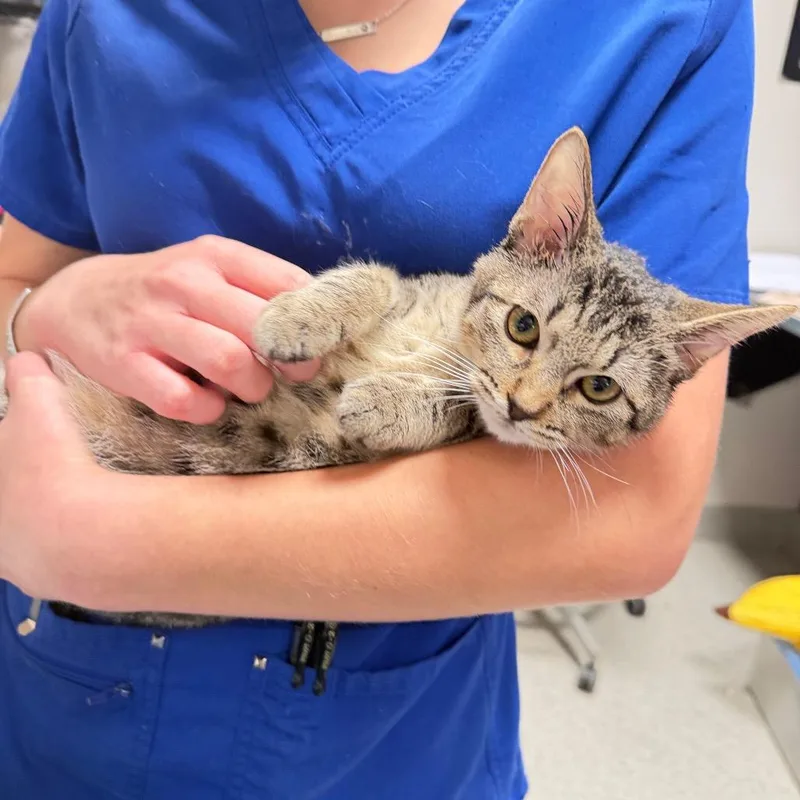 A baby small-sized male Brown / Chocolate Domestic Short Hair cat named Shay for adoption in Englewood, FL