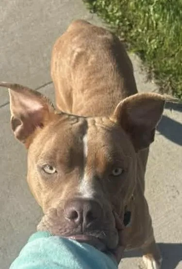A young medium-sized female Yellow / Tan / Blond / Fawn American Staffordshire Terrier dog named Marta HOLD for adoption in Canton, OH