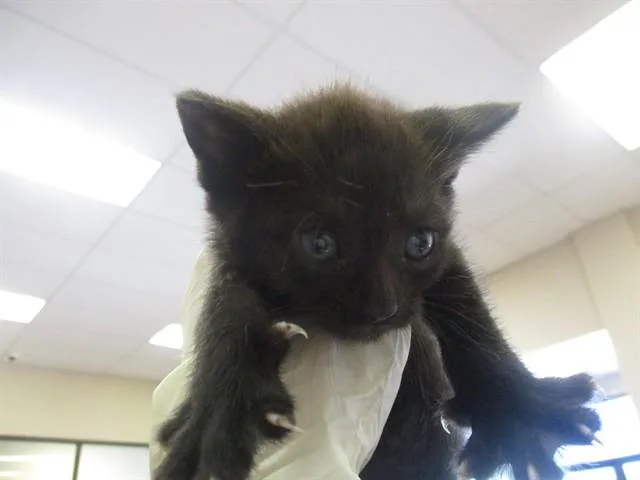 A baby small-sized female Domestic Short Hair cat named Weber for adoption in Ocala, FL