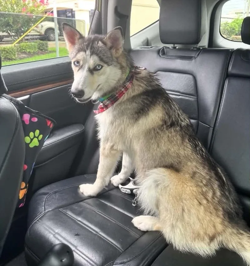 A young medium-sized female Siberian Husky dog named Shiloh for adoption in Carrollton, TX