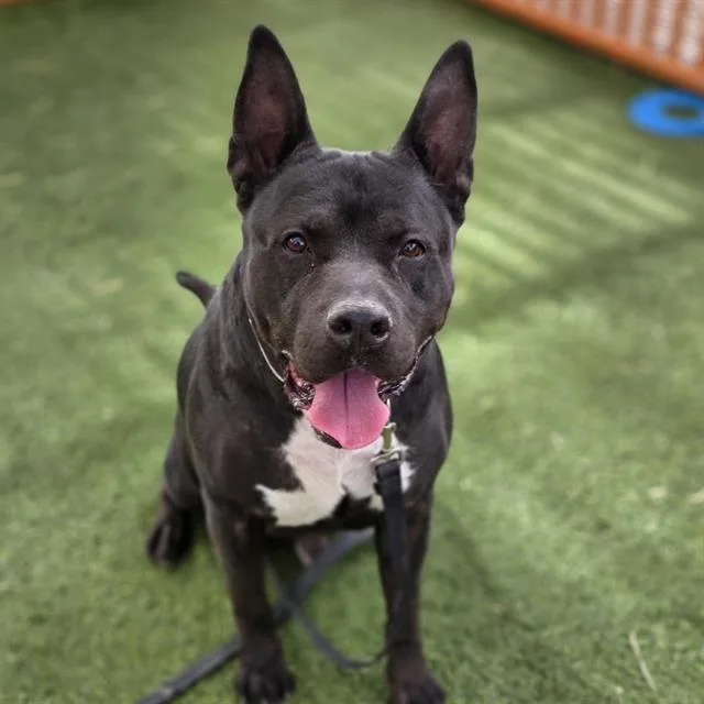 An adult extra large-sized male Pit Bull Terrier dog named Han Solo for adoption in Las Vegas, NV