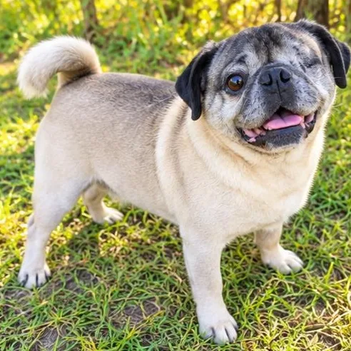A senior small-sized male Yellow / Tan / Blond / Fawn Pug dog named Nugget for adoption in Foley, AL