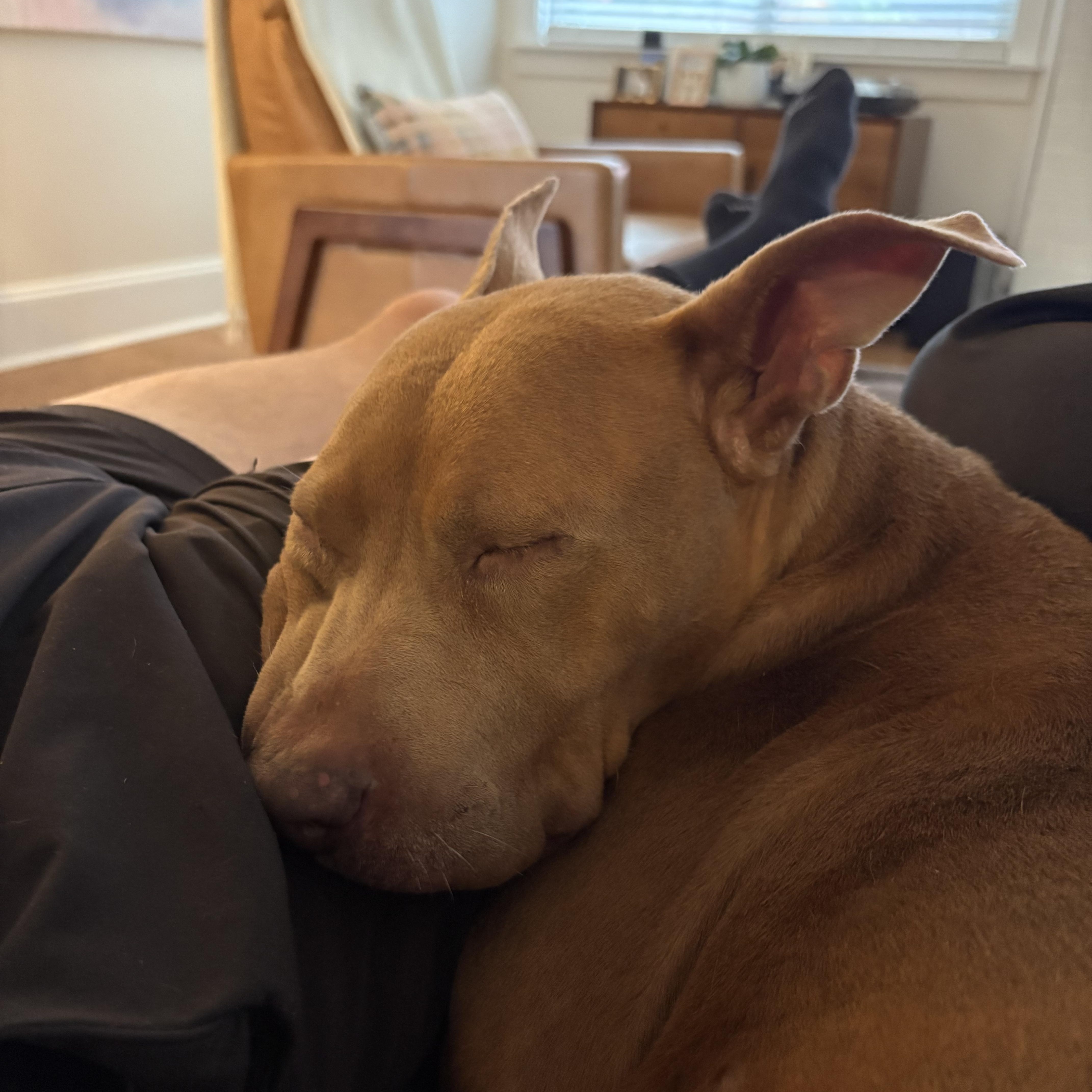 A senior medium-sized female Brown / Chocolate Pit Bull Terrier dog named Cocoa for adoption in Rock Hill, SC