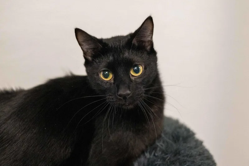 An adult medium-sized male Black Domestic Short Hair cat named Bernard for adoption in Hilton Head Island, SC