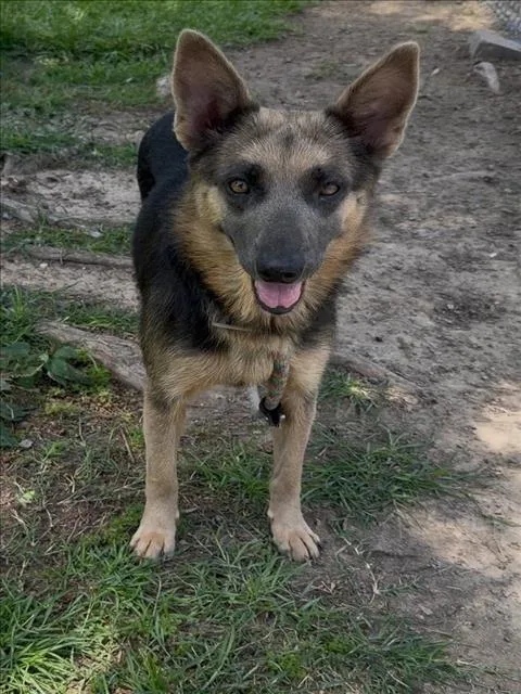 An adult medium-sized female German Shepherd Dog dog named Laverne for adoption in Conroe, TX