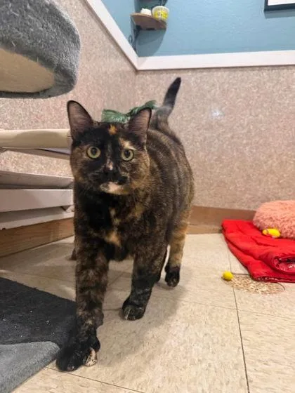 An adult large-sized female Domestic Short Hair cat named Roxy for adoption in Scottsbluff, NE