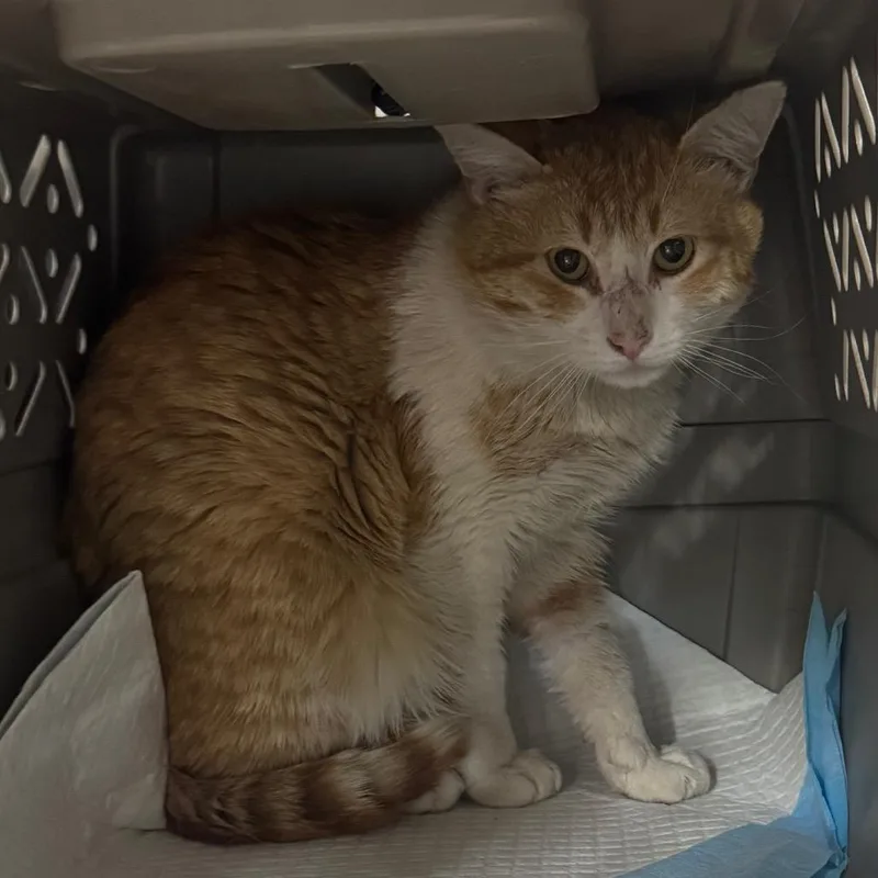 An adult medium-sized male White Domestic Short Hair cat named Brenden for adoption in Salt Lake City, UT