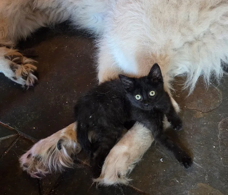 A baby medium-sized female Black Domestic Short Hair cat named Merida for adoption in Manhattan, KS