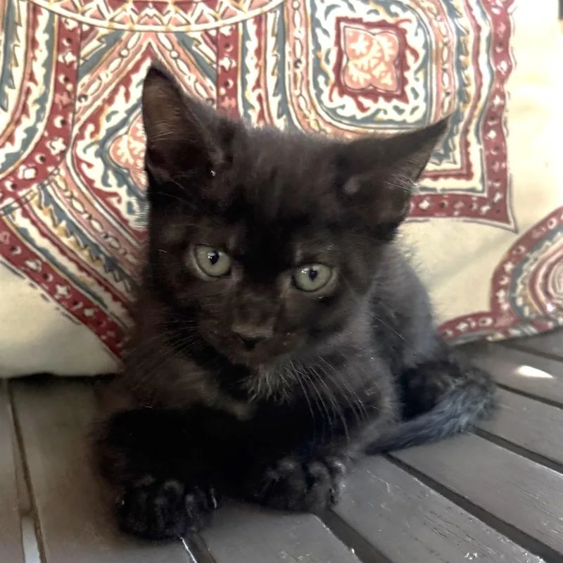 A baby small-sized male Domestic Short Hair cat named Jellybean for adoption in Cumming, GA