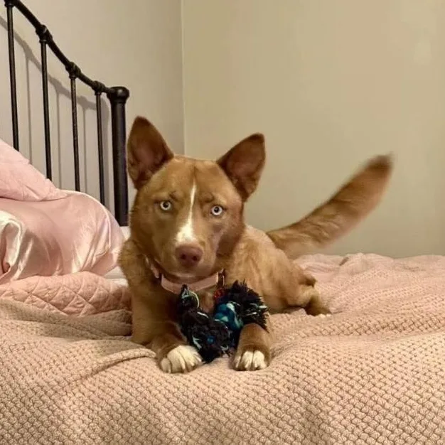 A young medium-sized female Brown / Chocolate Shepherd dog named Megan Fox The Blue for adoption in Friendswood, TX