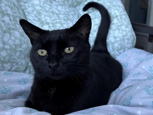 An adult small-sized female Domestic Short Hair cat named Sunshine for adoption in Santa Clara, CA