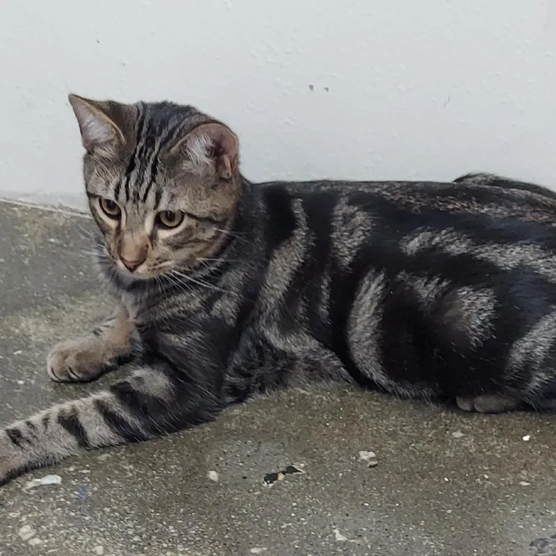 A young small-sized male Brown / Chocolate Domestic Short Hair cat named Puma for adoption in Los Angeles, CA