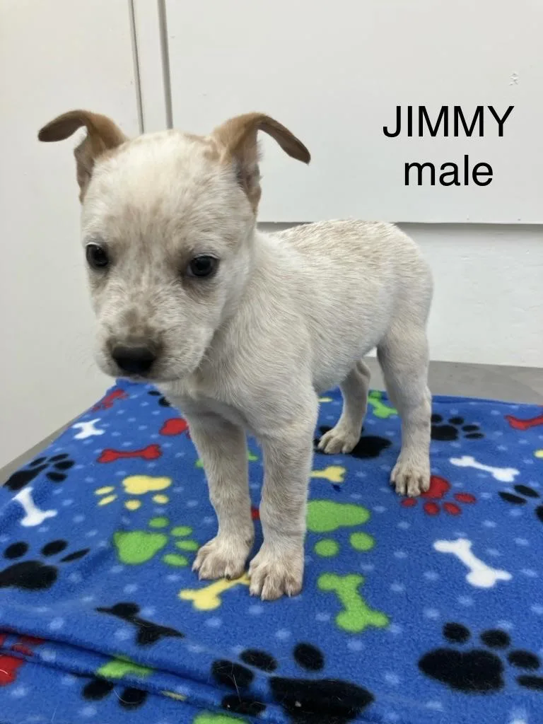 A baby medium-sized male White / Cream Australian Cattle Dog / Blue Heeler dog named Jimmy for adoption in Sonora, CA