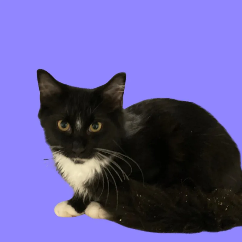 Pepper