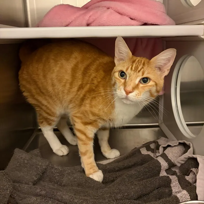 An adult large-sized male Orange / Red Domestic Short Hair cat named Leo for adoption in Council Bluffs, IA