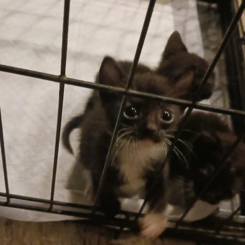 A baby small-sized male Black Domestic Short Hair cat named Taurus for adoption in West Palm Beach, FL