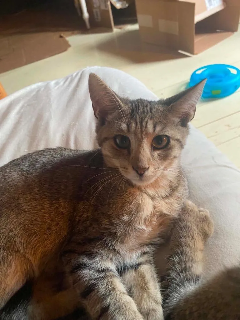 A baby small-sized male Domestic Short Hair cat named Domino for adoption in Gorham, ME