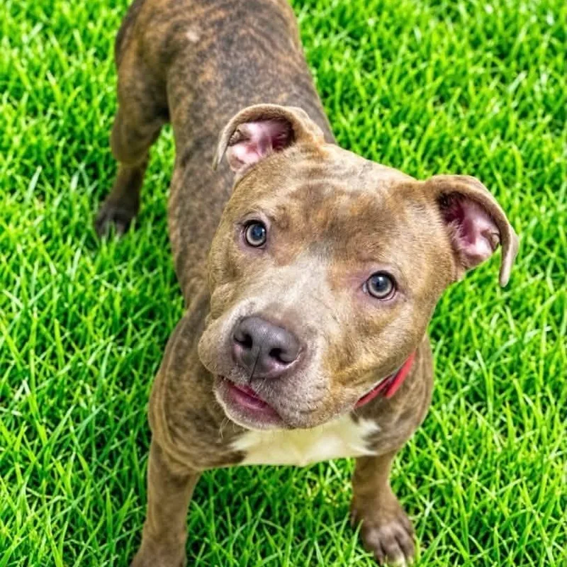 An adult medium-sized female Brindle Pit Bull Terrier dog named Claurice for adoption in Battle Creek, MI