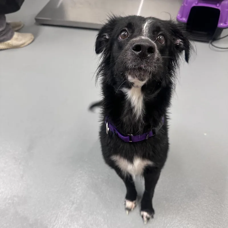 An adult small-sized female Black Border Collie dog named Moo for adoption in Mount Vernon, IN