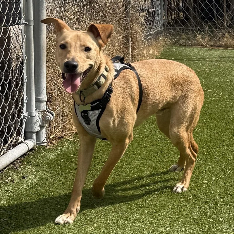 A young medium-sized male Apricot / Beige Australian Kelpie dog named Unagi for adoption in Houston, TX