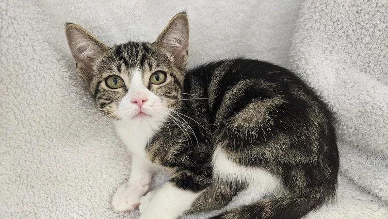A baby medium-sized male Domestic Short Hair cat named Marbles for adoption in Antioch, CA
