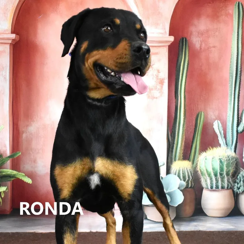 Ronda thumbnail 3