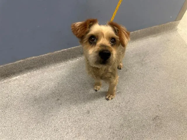 A senior small-sized female Cairn Terrier dog named Chiquis for adoption in Tustin, CA