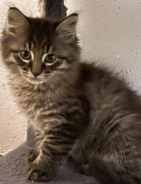 Ozzie