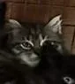 Ozzie thumbnail 3